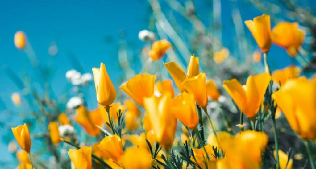 tantra massage sandra klein frühlings-special im golden yoga Dresden