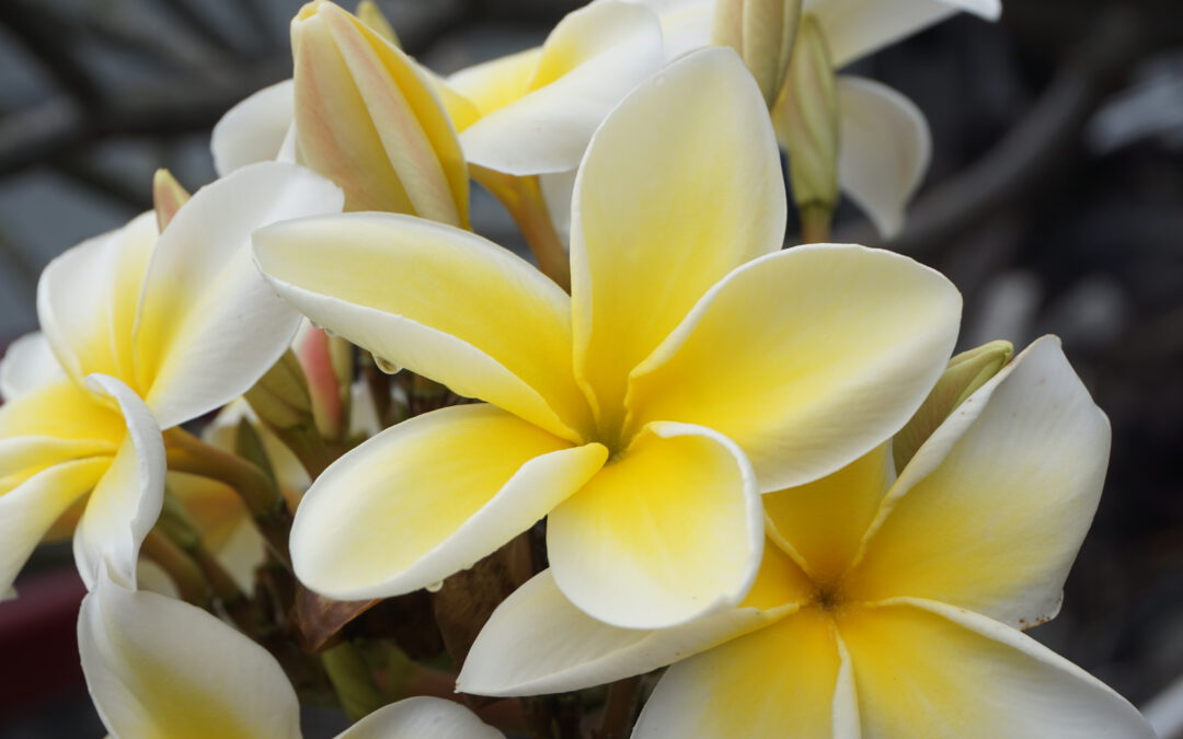 Richtig dufte Praxis: Yoga, Sound und Ätherische Öle – Masterclass mit Ramadhuta & Sandra Franke